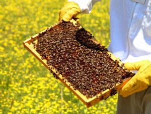Salscilla Farms | Mayflower, Arkansas - Honey & Bees